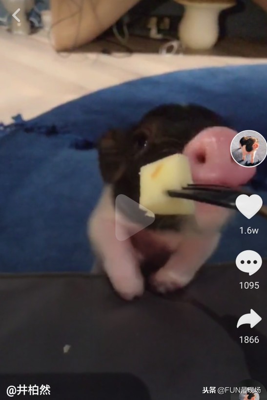 井柏然抖音小猪,井柏然给白敬亭送小猪佩奇