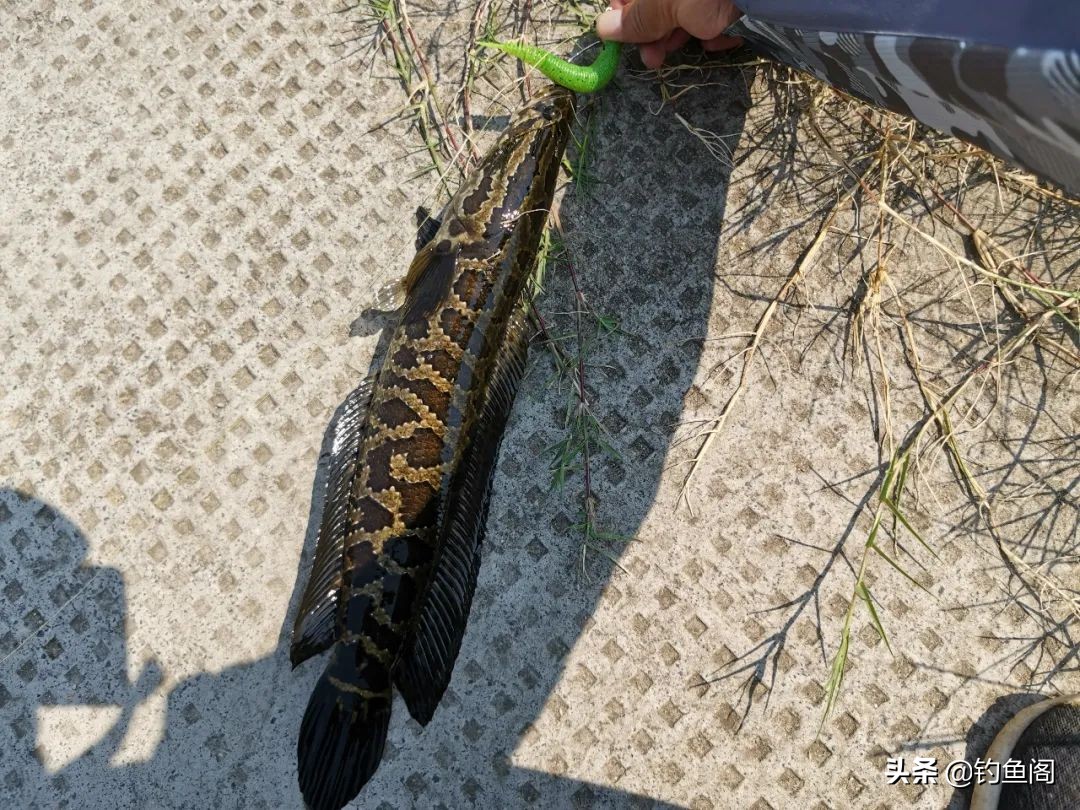 雷强钓黑鱼的方法与技巧,雷强钓法几月份黑鱼开口好