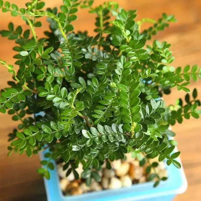 人养花花,人养花花养人哪些花养人