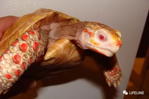 红腿陆龟怎么养活,新手养红腿陆龟准备什么