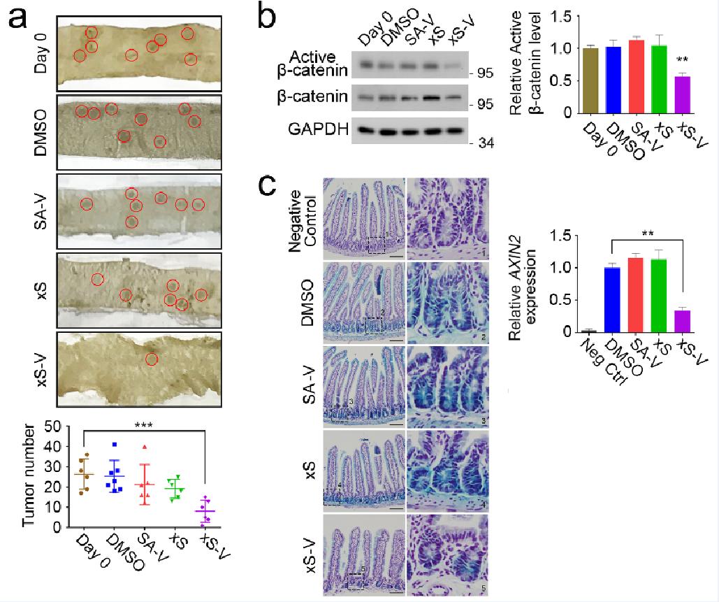 清华大学研制的纳米疫苗,清华大学抗癌新药