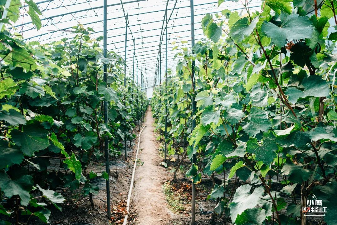 清徐酸辣口味,清徐是个温暖的城市
