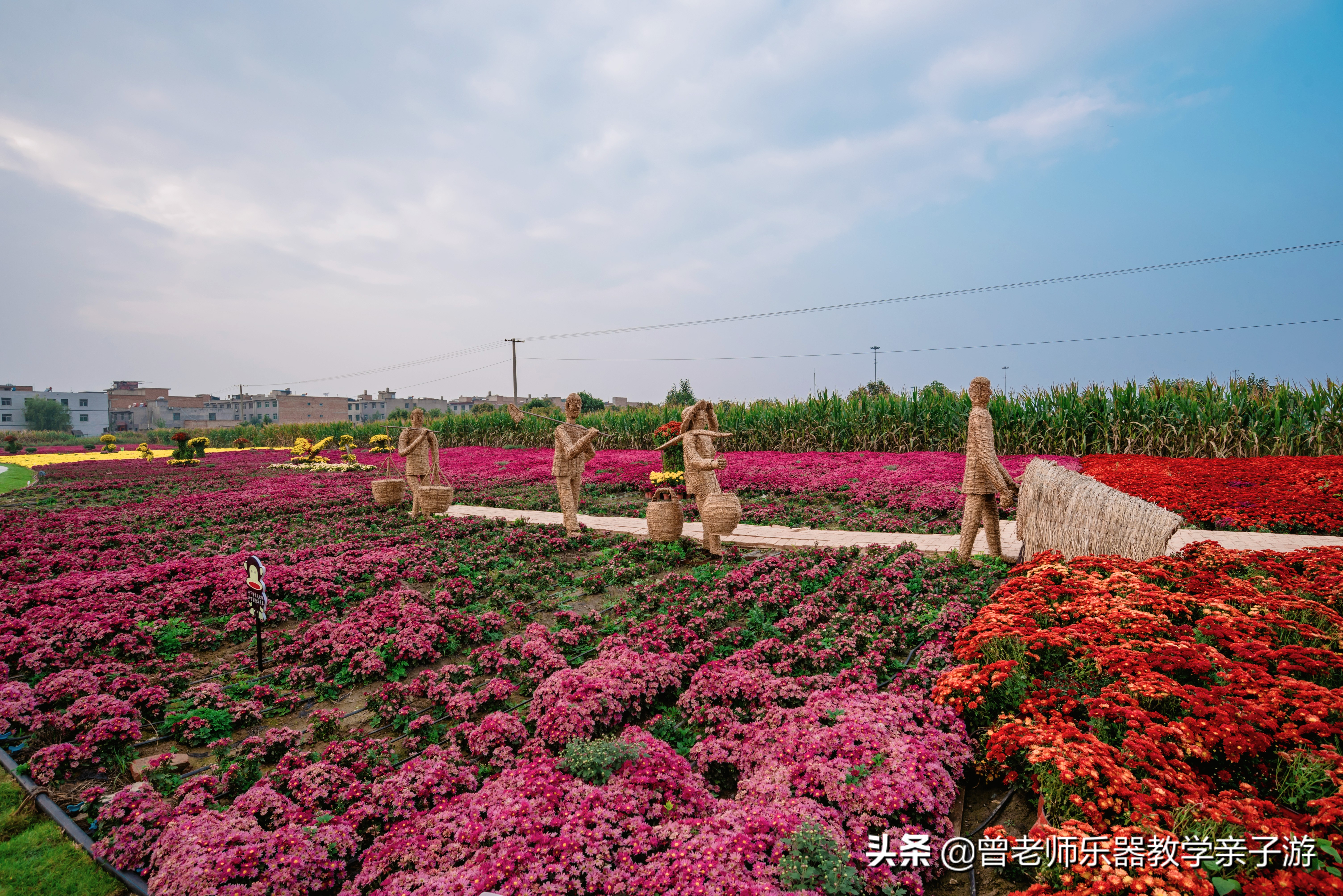 爱菊研学游,爱菊丝路文化菊花园西安