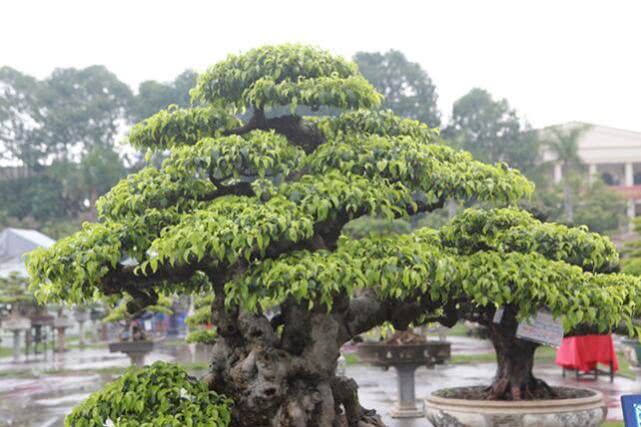 越南盆景树多少钱一棵,越南小伙千万盆景