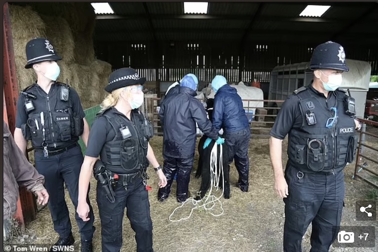 英国羊驼被处死了,英国羊驼为什么会被杀