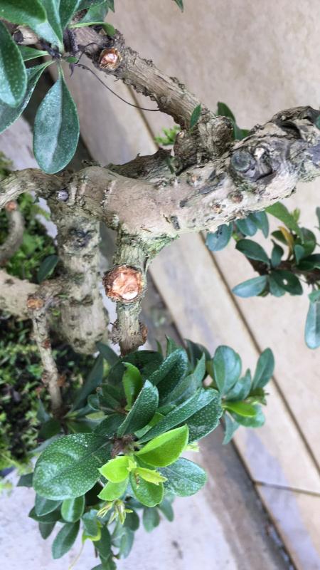 苹果盆景修剪技巧图解,新手也能学会的修剪盆景技巧