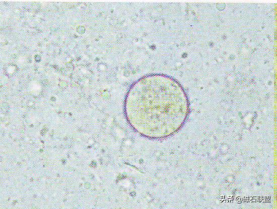 揭秘宠物医院检查项目之便检：什么是便检，为什么狗需要做便检？