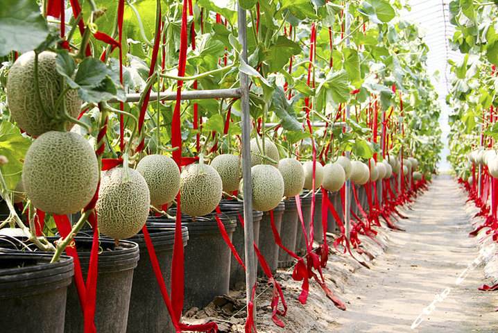 日本茨城美食,日本茨城好吃的