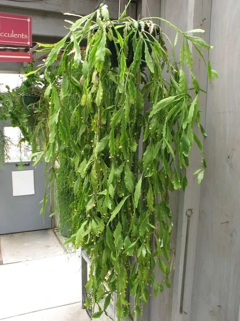 适合室内养的爬藤花期长,跟绿萝一样好养的爬藤植物