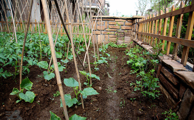 黄瓜苗药害后发黄萎缩怎么补救,黄瓜苗发黄怎么办
