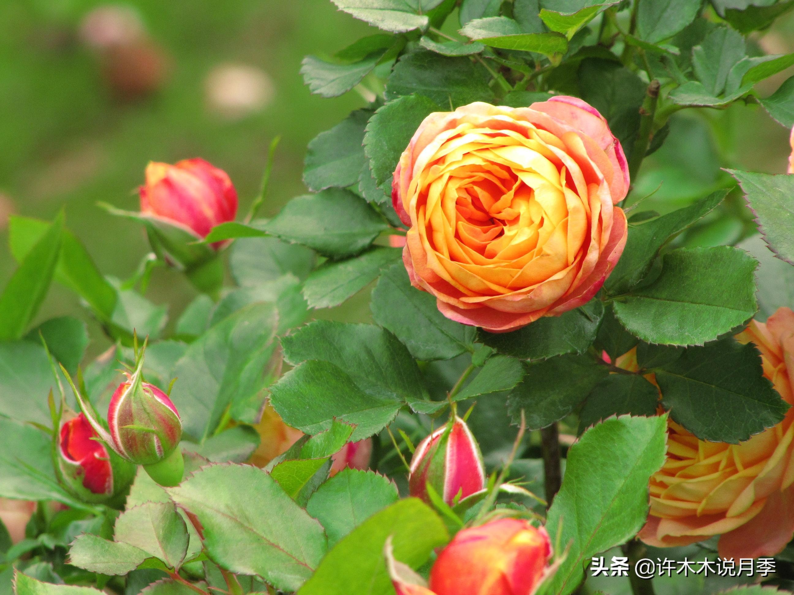 月季烂根的补救办法,月季烂根是什么原因