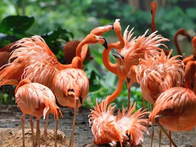 亚马逊雨林是世界上最大的雨林,亚马逊热带雨林最大的生物
