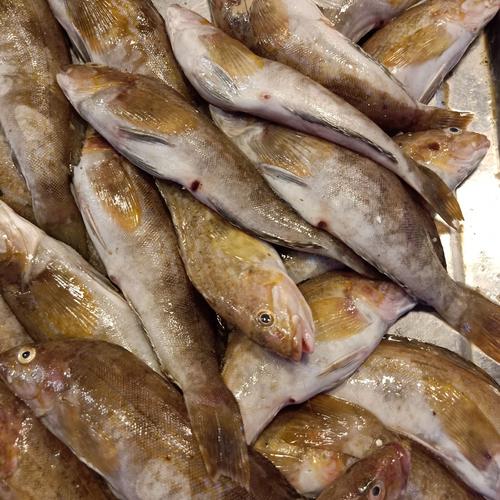 日照绿茶价格表,日照有什么好玩的地方