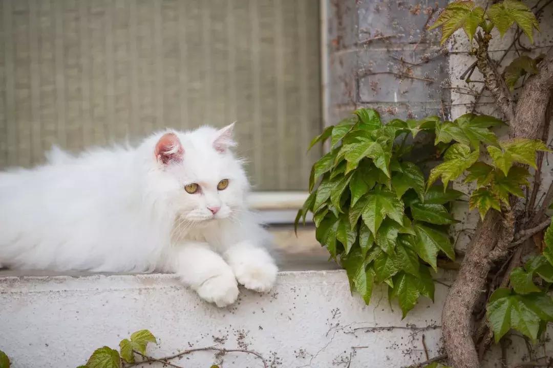 我们猫,我家猫只对我叫