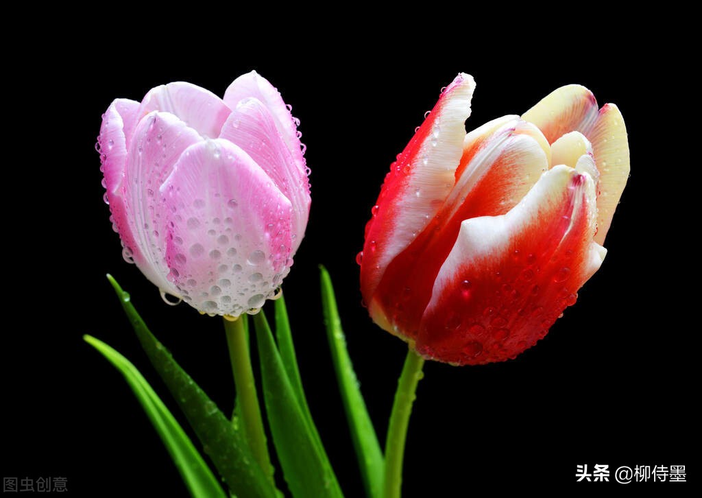 如何拍郁金香才有意境,郁金香拍照姿势怎么拍好看