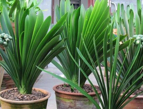 君子兰度夏的养殖方法和注意事项,君子兰度夏需要用多菌灵杀菌吗