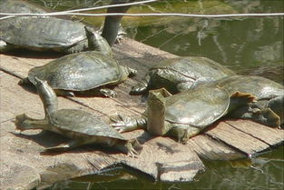 甲鱼养殖技术与管理,甲鱼怎么养殖视频教程