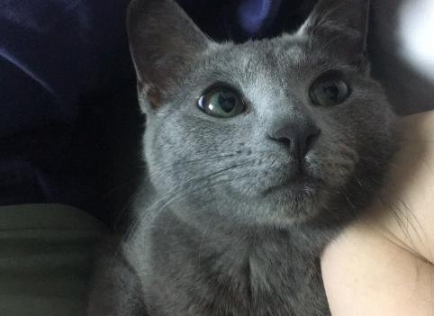 五千块钱买猫,五千块的猫咪