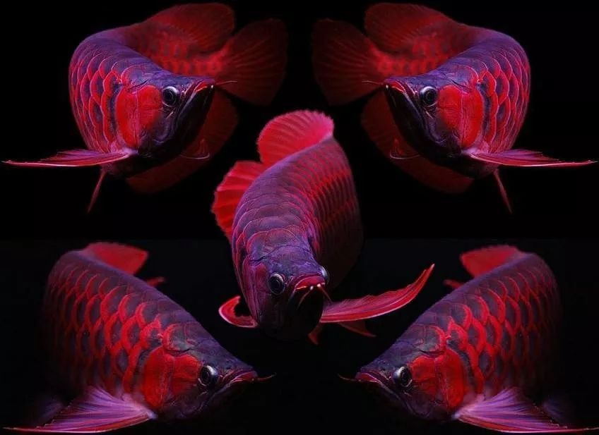 潮汕小伙卖金龙鱼,潮汕90后男生卖金龙鱼