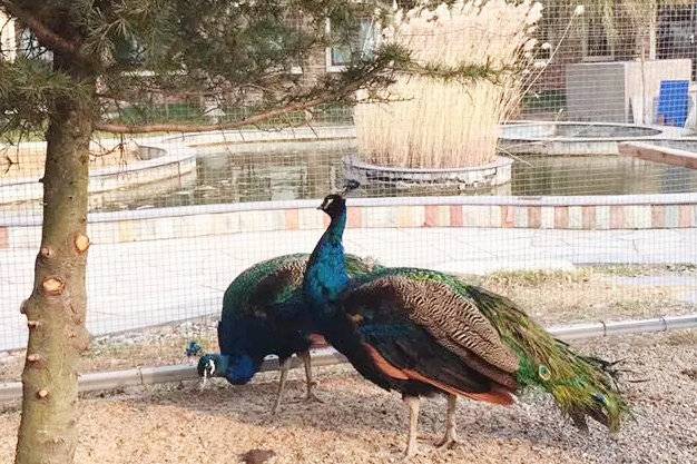 青岛萌宠乐园,青岛儿童温泉乐园