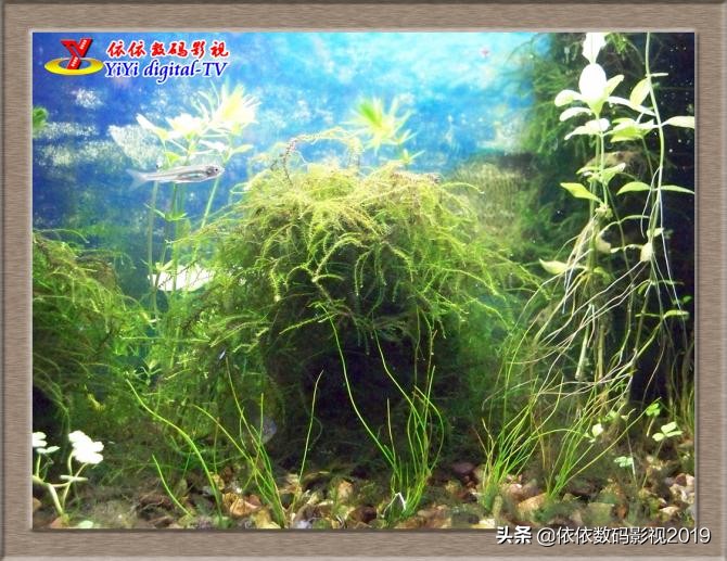 养鱼的朋友这边看，为什么你养的金鱼养不活？