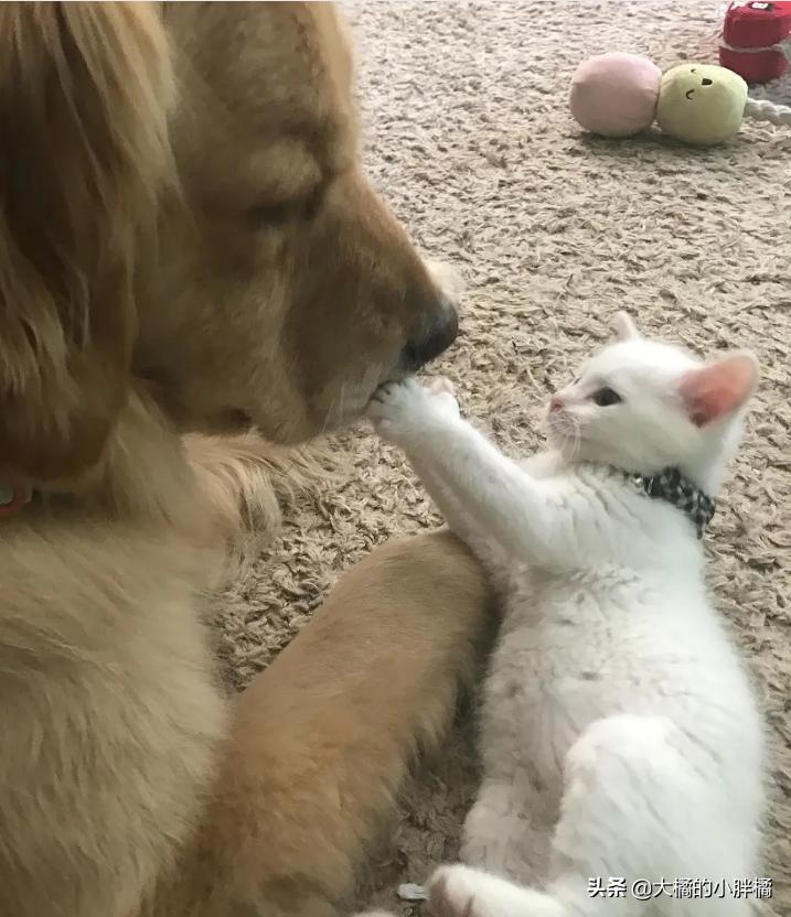 金毛救幼猫已被收养,金毛寻回了被遗弃的小猫