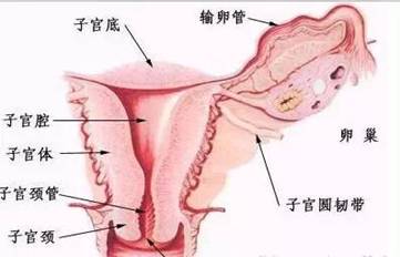 子宫，女人必须知道的事儿