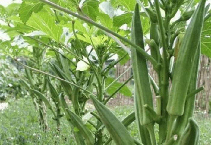 做农业种植怎么才能赚钱,农作物怎么种植赚钱