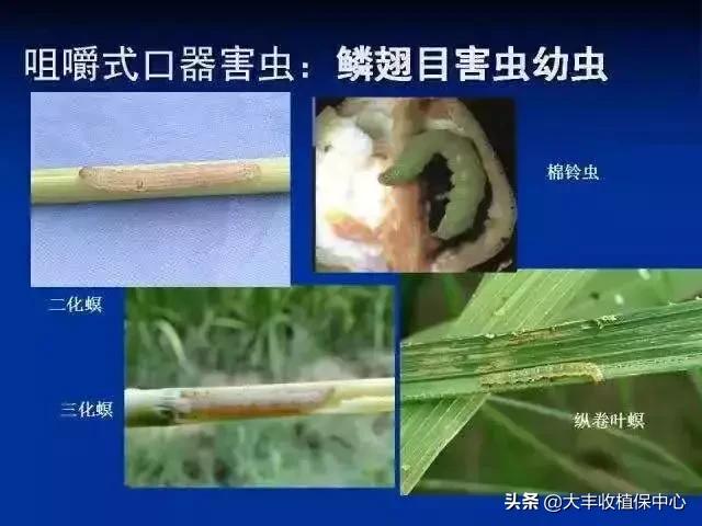 杀虫杀卵又杀菌的药,16种杀卵杀虫配方