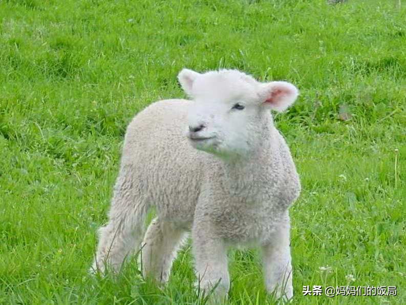 攻略的拼音,拼音学习口诀100条