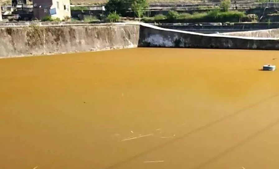 水中常见的绿藻,列举哪些常见藻类是绿藻