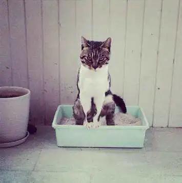 铲屎官必知猫咪如何排便算正常,猫咪铲屎官必备常识