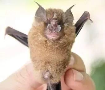 蝙蝠那么多病毒为什么不灭绝它,蝙蝠为什么是奇葩动物呢