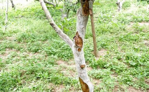 果树的癌症——苹果树腐烂病如何解决?果农朋友值得一看