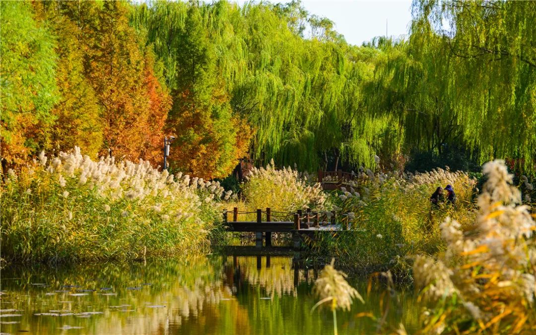 济南森林公园雪景,济南最美森林公园