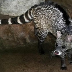 印尼猫屎咖啡300克价格,世界上最顶级的猫屎咖啡