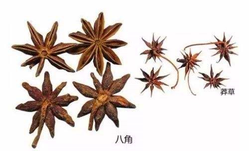 莽草和八角的区别,莽草和八角区别