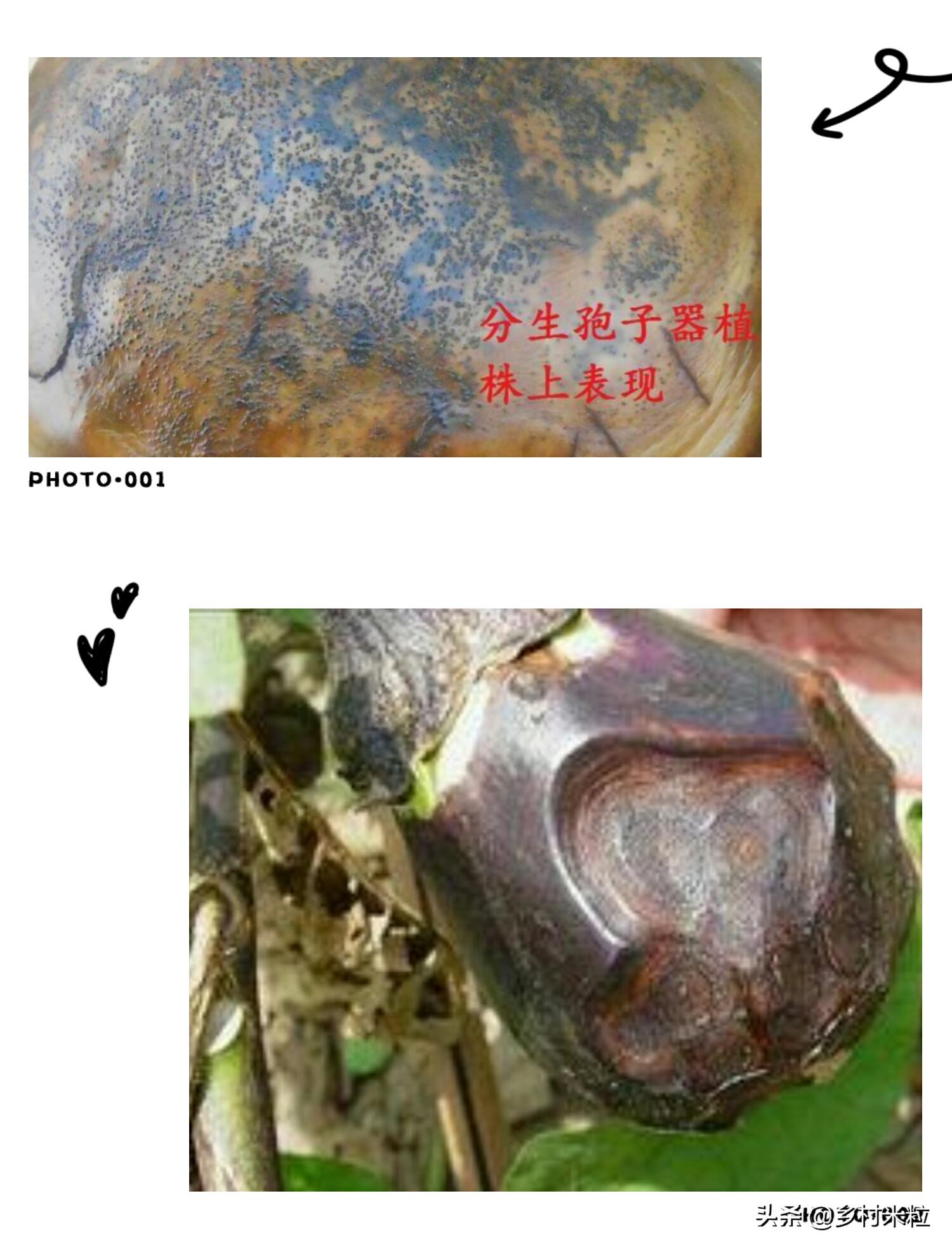 茄子褐纹病属于高温高湿病害,茄子褐纹病对茎的影响