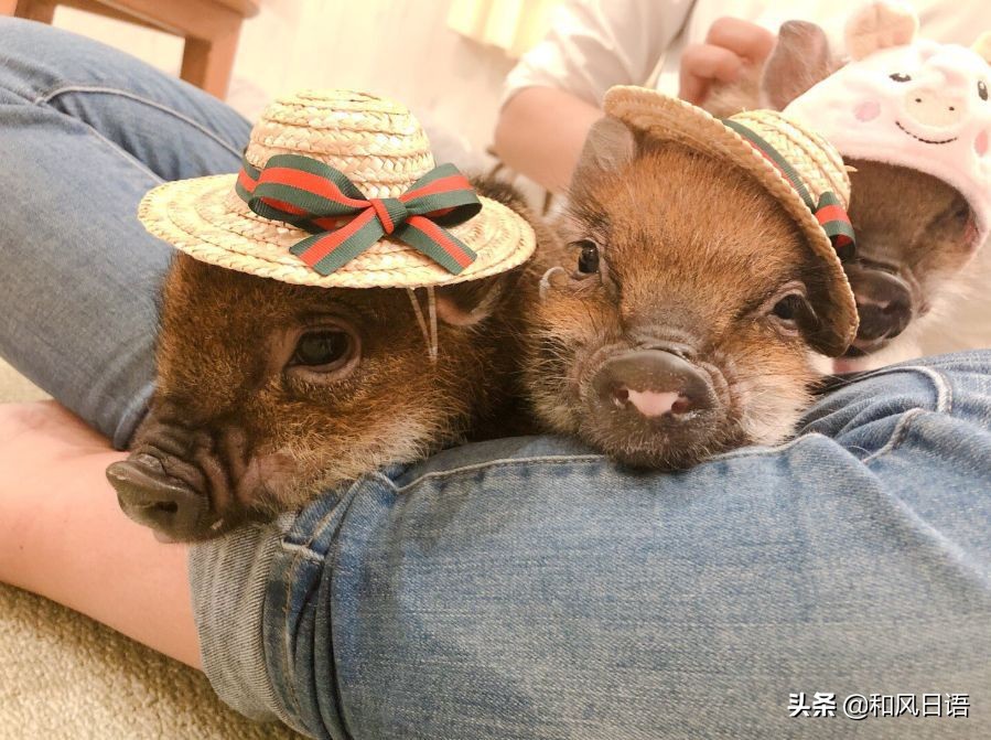 日本迷你猪咖啡厅,日本街头超有人气的猫头鹰咖啡厅