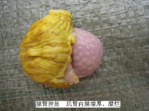 鸡得了腺胃炎怎么治疗,鸡腺肌胃炎发生原因及防治措施