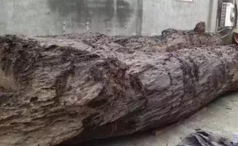 2000万，却是根破烂木头？