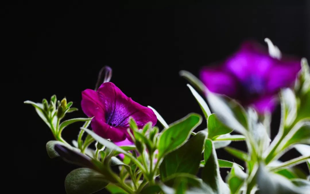 矮牵牛适合什么温度播种,矮牵牛适合在什么季节播种