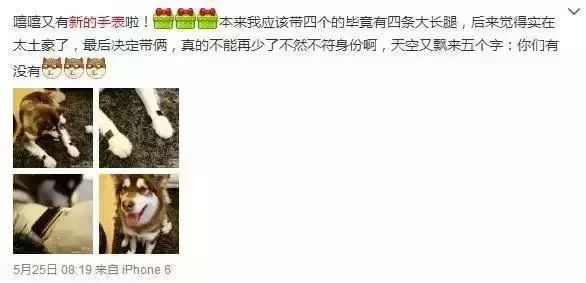 胡歌养的5只什么猫,胡歌的宠物猫