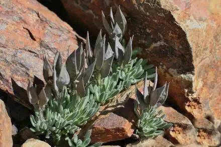 几款好看又好养的多肉,好养且易爆盆的多肉