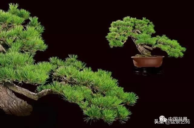 西泠印社砚台最高价拍卖记录,杭州西泠拍卖盆景