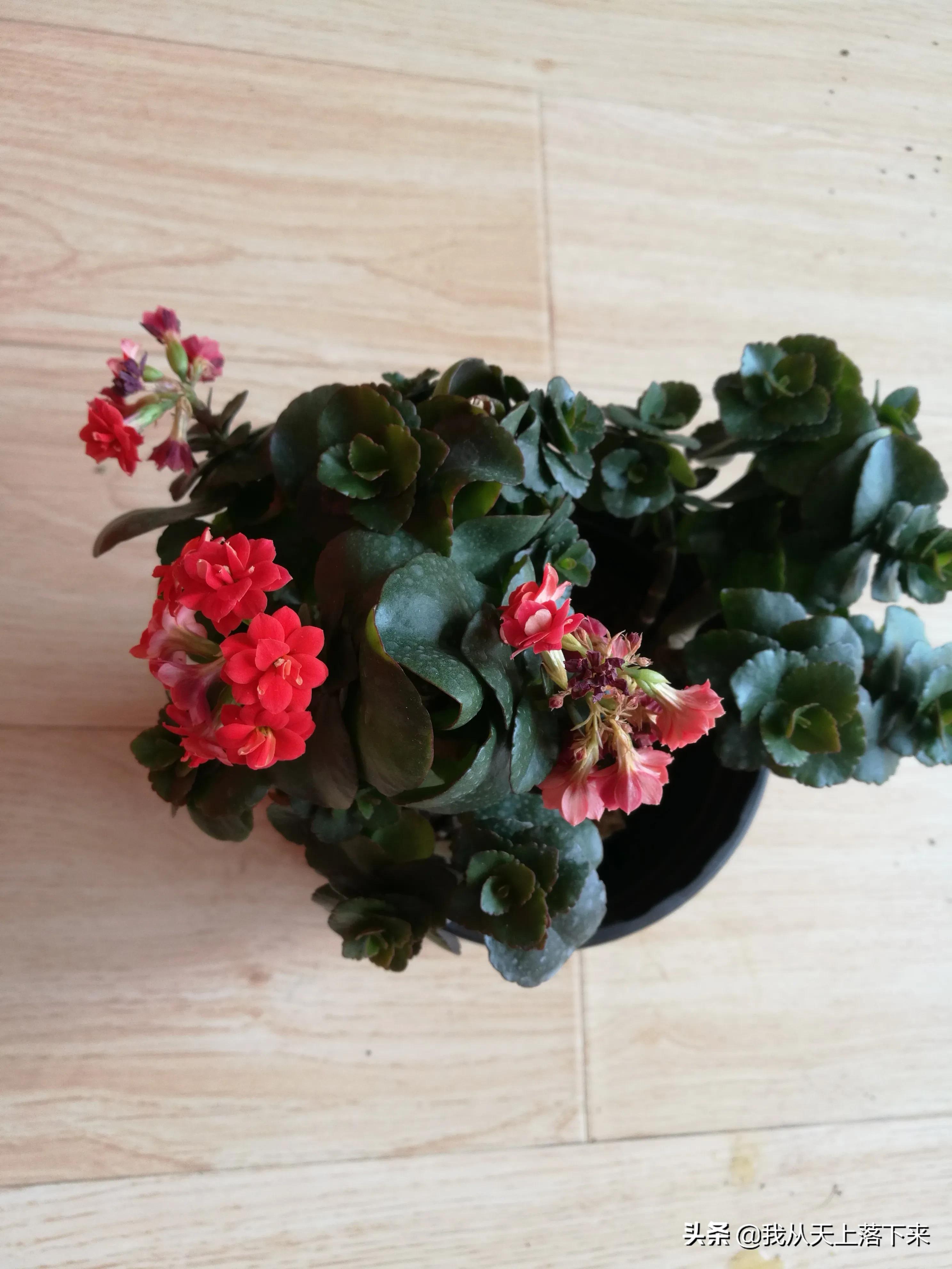 100张花朵美图,100张花图片大全