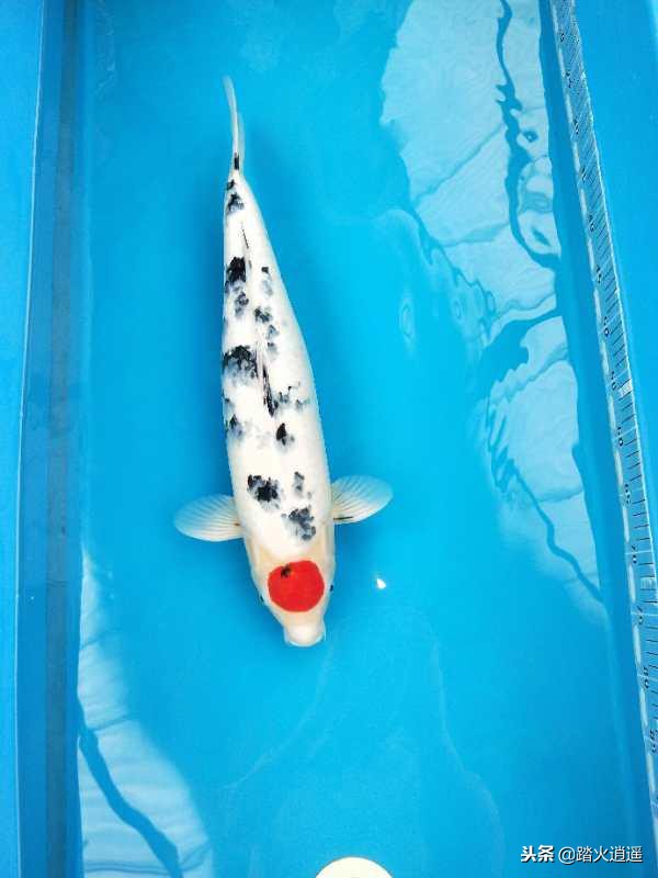 锦鲤怕人不能互动,小锦鲤怕人不敢吃食