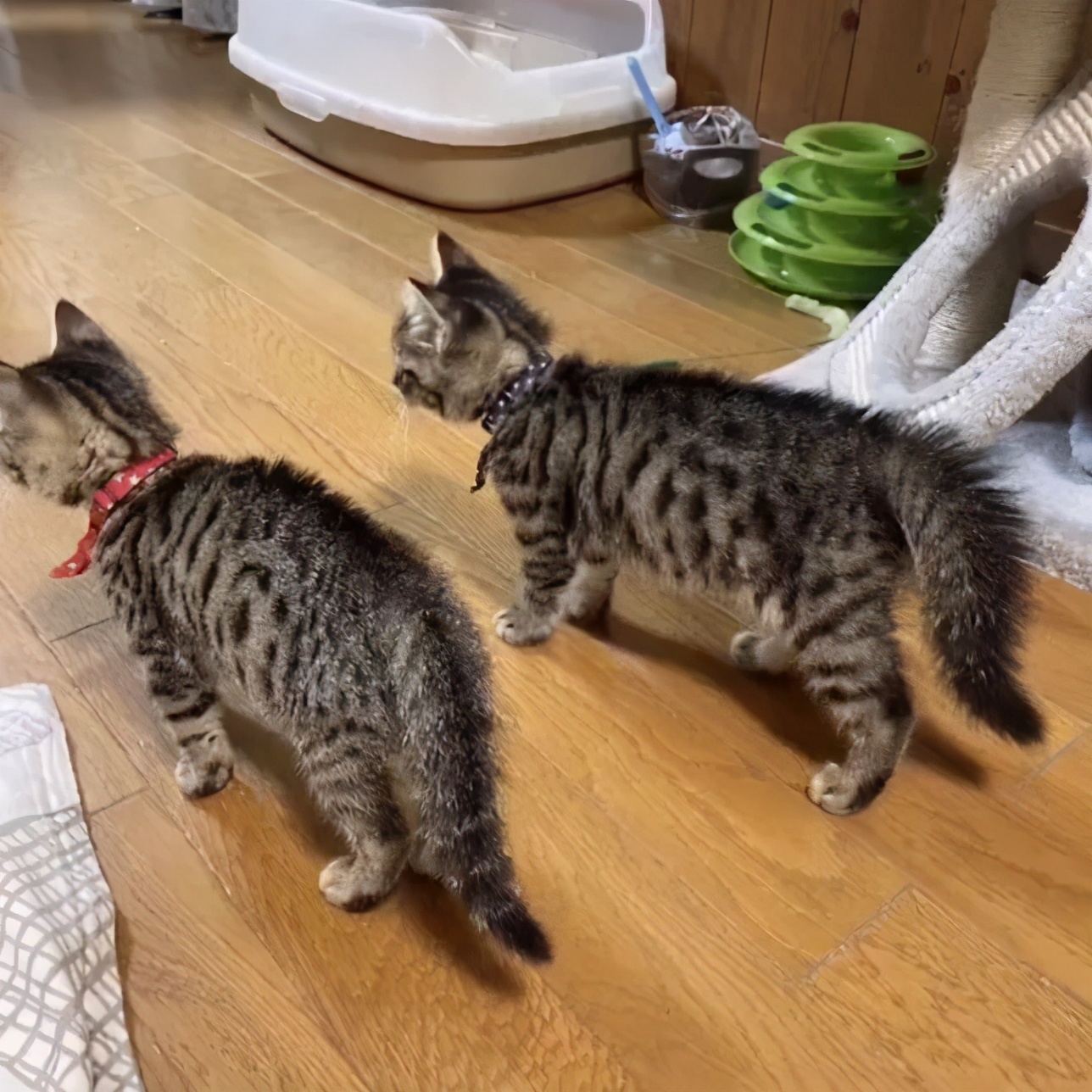 打马赛克的段子,关于马赛克的经典段子