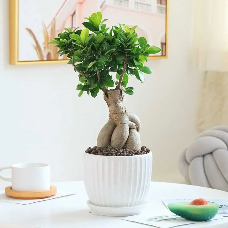 细叶榕树和小叶榕树图片对比,枝繁叶茂榕树图片