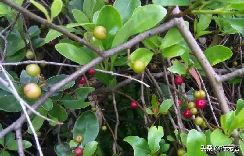 有趣的农村生活食物,农村生活农村娃农村美食